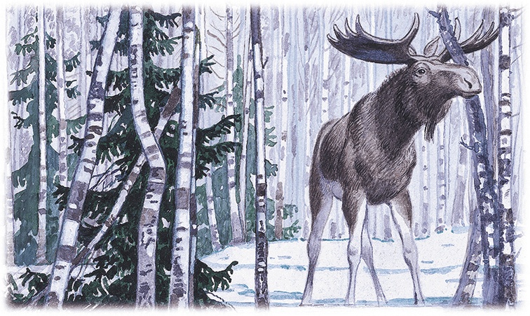 Иллюстрация к книге — Лесной голосок (сборник) [i_036.jpg]