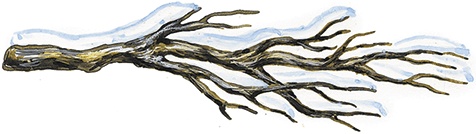 Иллюстрация к книге — Лесной голосок (сборник) [i_037.jpg]