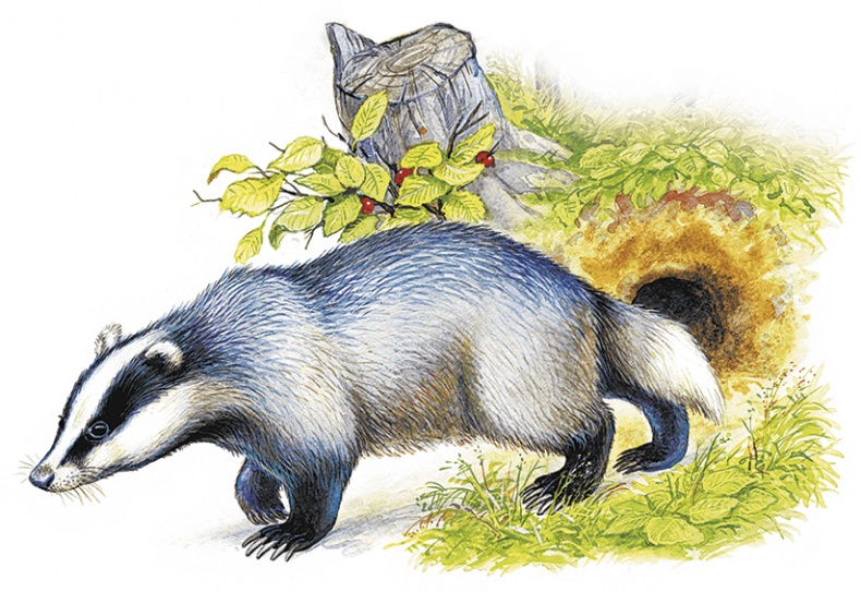 Иллюстрация к книге — Лесной голосок (сборник) [i_039.jpg]