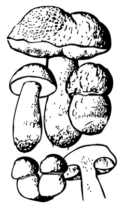 Иллюстрация к книге — Грибы. Собираем, выращиваем, заготавливаем [i_002.jpg]