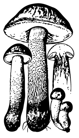 Иллюстрация к книге — Грибы. Собираем, выращиваем, заготавливаем [i_005.jpg]