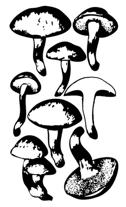 Иллюстрация к книге — Грибы. Собираем, выращиваем, заготавливаем [i_006.jpg]