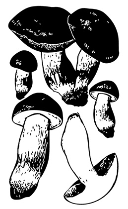 Иллюстрация к книге — Грибы. Собираем, выращиваем, заготавливаем [i_007.jpg]