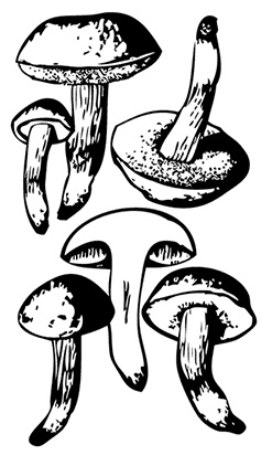 Иллюстрация к книге — Грибы. Собираем, выращиваем, заготавливаем [i_008.jpg]