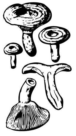 Иллюстрация к книге — Грибы. Собираем, выращиваем, заготавливаем [i_010.jpg]