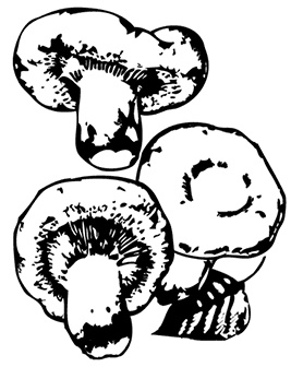 Иллюстрация к книге — Грибы. Собираем, выращиваем, заготавливаем [i_011.jpg]