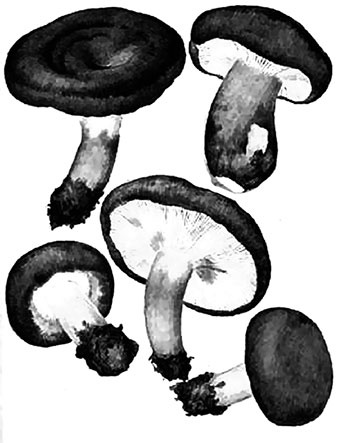 Иллюстрация к книге — Грибы. Собираем, выращиваем, заготавливаем [i_012.jpg]