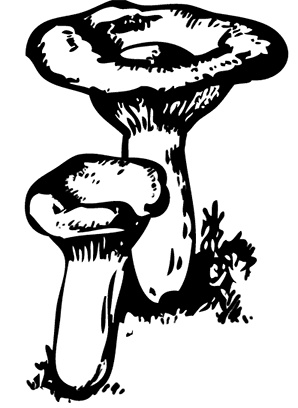 Иллюстрация к книге — Грибы. Собираем, выращиваем, заготавливаем [i_014.jpg]