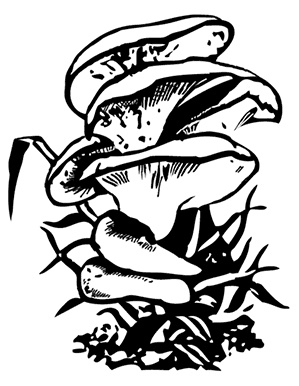 Иллюстрация к книге — Грибы. Собираем, выращиваем, заготавливаем [i_016.jpg]