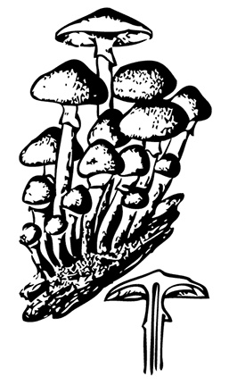 Иллюстрация к книге — Грибы. Собираем, выращиваем, заготавливаем [i_017.jpg]