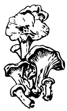 Иллюстрация к книге — Грибы. Собираем, выращиваем, заготавливаем [i_019.jpg]