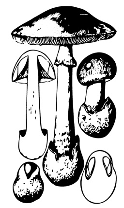 Иллюстрация к книге — Грибы. Собираем, выращиваем, заготавливаем [i_020.jpg]