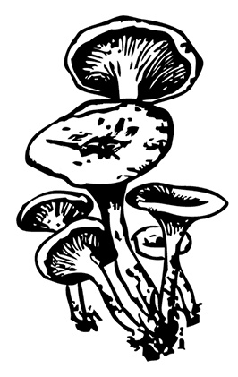Иллюстрация к книге — Грибы. Собираем, выращиваем, заготавливаем [i_022.jpg]