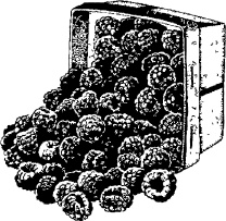 Иллюстрация к книге — Календарь умного садовода и огородника [i_012.jpg]