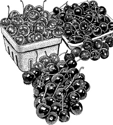 Иллюстрация к книге — Календарь умного садовода и огородника [i_013.jpg]