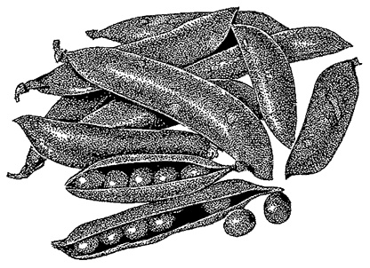 Иллюстрация к книге — Овощи и зелень. Заготовки по-деревенски [i_002.jpg]