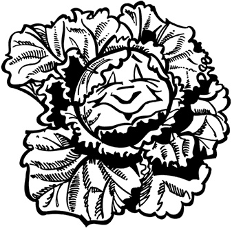 Иллюстрация к книге — Овощи и зелень. Заготовки по-деревенски [i_004.jpg]