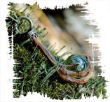 Иллюстрация к книге — Медиум: в поисках жизни [i_019.jpg]