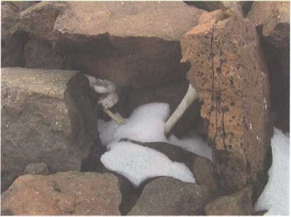 Иллюстрация к книге — Обрученные с Севером. По следам «Двух капитанов» [img_15.jpg]