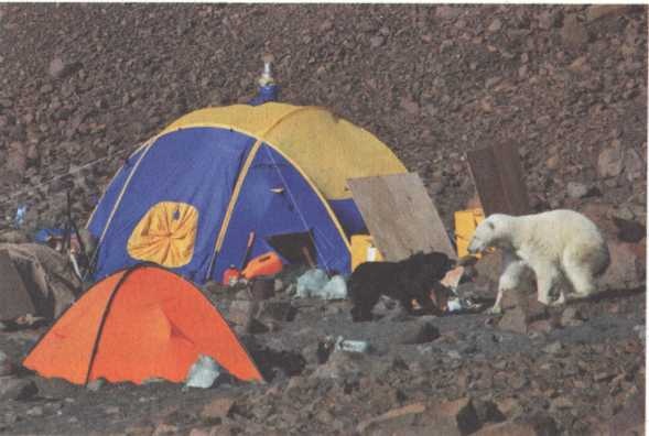 Иллюстрация к книге — Обрученные с Севером. По следам «Двух капитанов» [img_22.jpg]