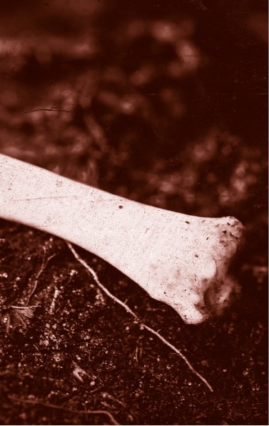 Иллюстрация к книге — Похитители костей [i_013.jpg]