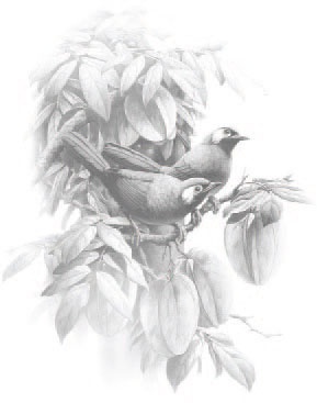 Иллюстрация к книге — Сказки Дальних дорог [_1.jpg]