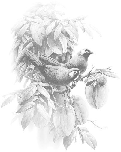 Иллюстрация к книге — Сказки Дальних стран [_1.jpg]