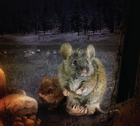 Иллюстрация к книге — Сказки Давних времен [_7.jpg]