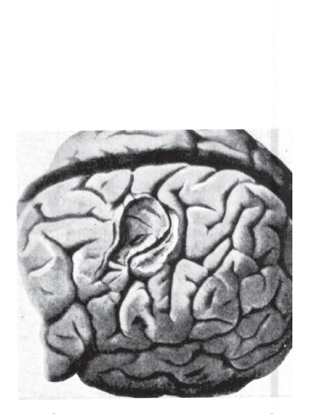 Иллюстрация к книге — Империя хирургов [_10.jpg]