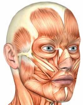 Иллюстрация к книге — Кинезиотейпинг в лечебной практике неврологии и ортопедии [i_012.jpg]