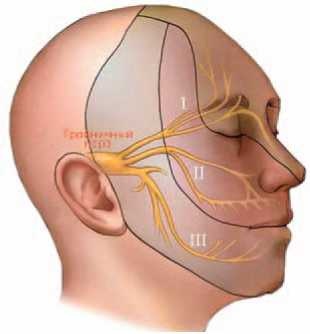 Иллюстрация к книге — Кинезиотейпинг в лечебной практике неврологии и ортопедии [i_014.jpg]