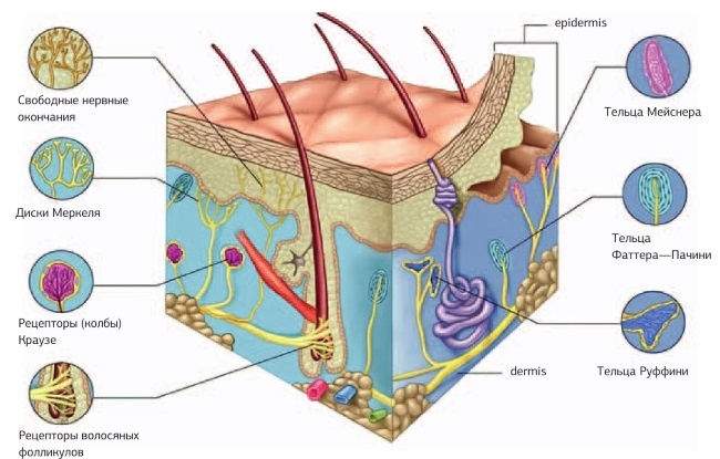 Иллюстрация к книге — Кинезиотейпинг в лечебной практике неврологии и ортопедии [i_032.jpg]