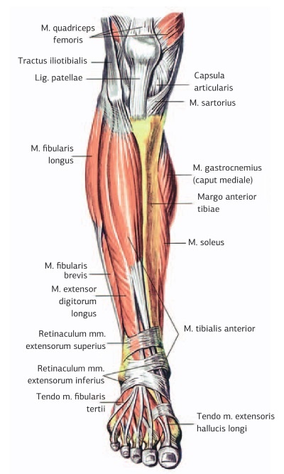 Иллюстрация к книге — Кинезиотейпинг в лечебной практике неврологии и ортопедии [i_053.jpg]