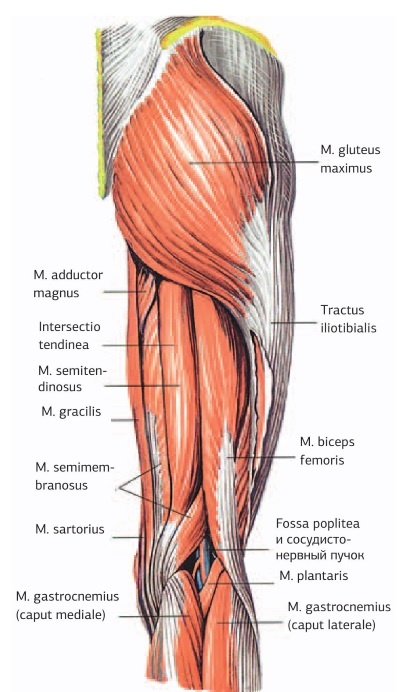 Иллюстрация к книге — Кинезиотейпинг в лечебной практике неврологии и ортопедии [i_055.jpg]