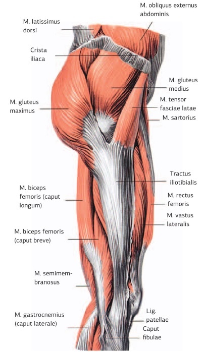Иллюстрация к книге — Кинезиотейпинг в лечебной практике неврологии и ортопедии [i_056.jpg]
