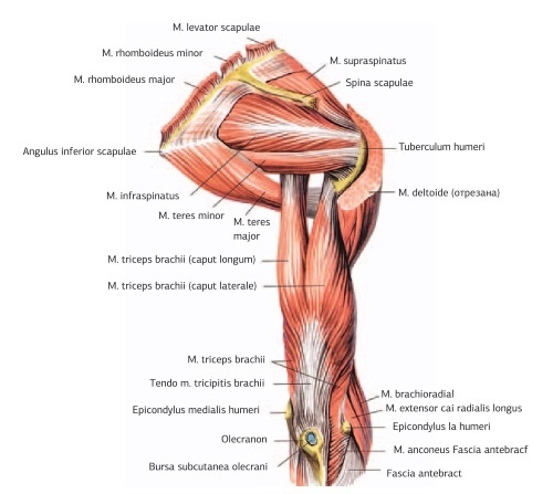 Иллюстрация к книге — Кинезиотейпинг в лечебной практике неврологии и ортопедии [i_064.jpg]