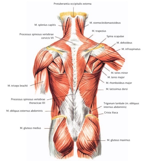 Иллюстрация к книге — Кинезиотейпинг в лечебной практике неврологии и ортопедии [i_067.jpg]
