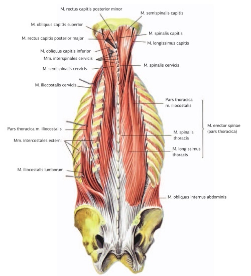 Иллюстрация к книге — Кинезиотейпинг в лечебной практике неврологии и ортопедии [i_068.jpg]