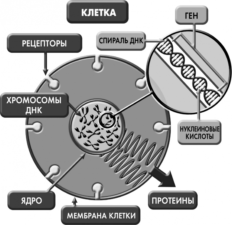 Иллюстрация к книге — Сам себе плацебо: как использовать силу подсознания для здоровья и процветания [i_009.jpg]
