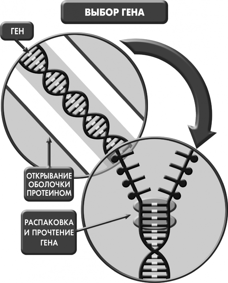 Иллюстрация к книге — Сам себе плацебо: как использовать силу подсознания для здоровья и процветания [i_011.jpg]