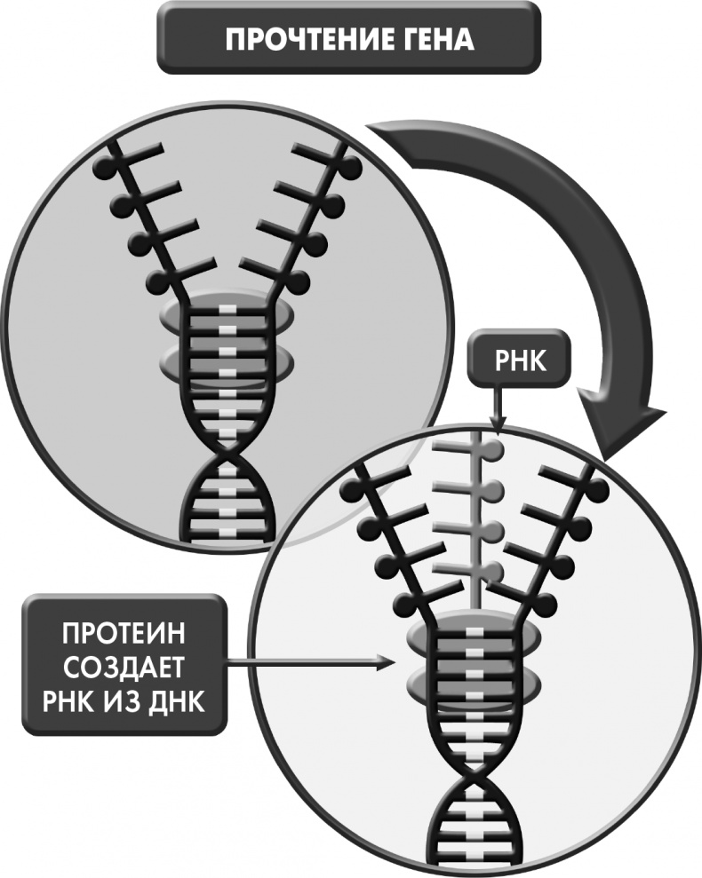 Иллюстрация к книге — Сам себе плацебо: как использовать силу подсознания для здоровья и процветания [i_012.jpg]