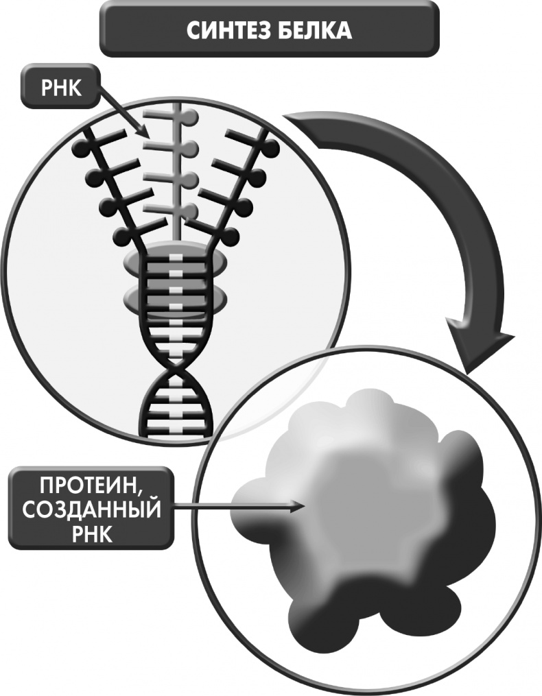Иллюстрация к книге — Сам себе плацебо: как использовать силу подсознания для здоровья и процветания [i_013.jpg]