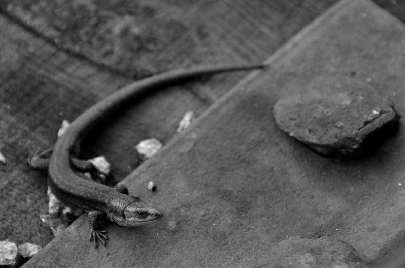 Иллюстрация к книге — Вокруг света [i_012.jpg]