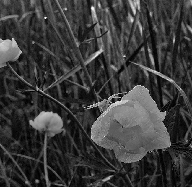 Иллюстрация к книге — Вокруг света [i_041.jpg]