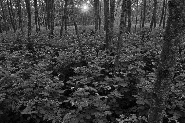 Иллюстрация к книге — Вокруг света [i_045.jpg]