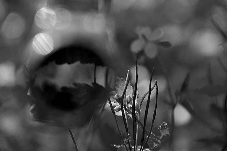 Иллюстрация к книге — Вокруг света [i_046.jpg]