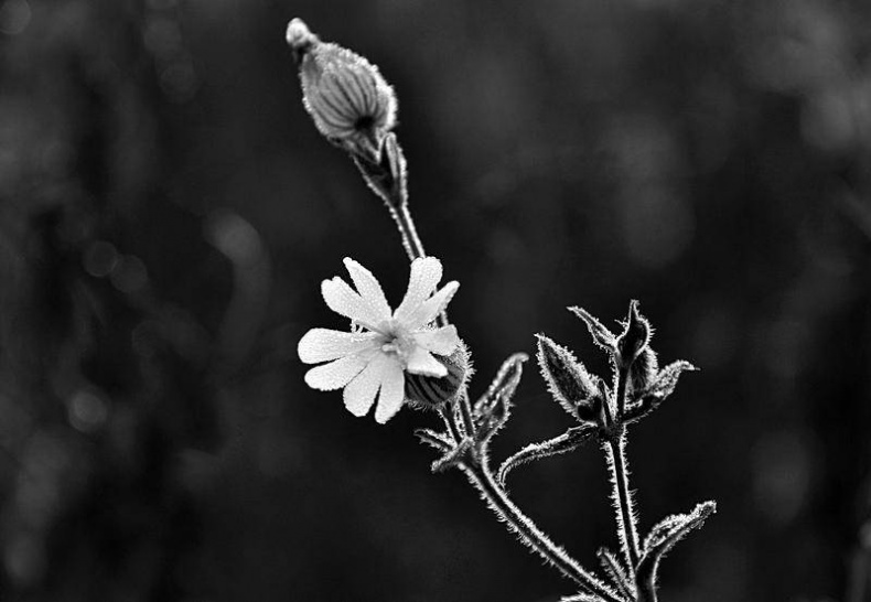 Иллюстрация к книге — Вокруг света [i_051.jpg]