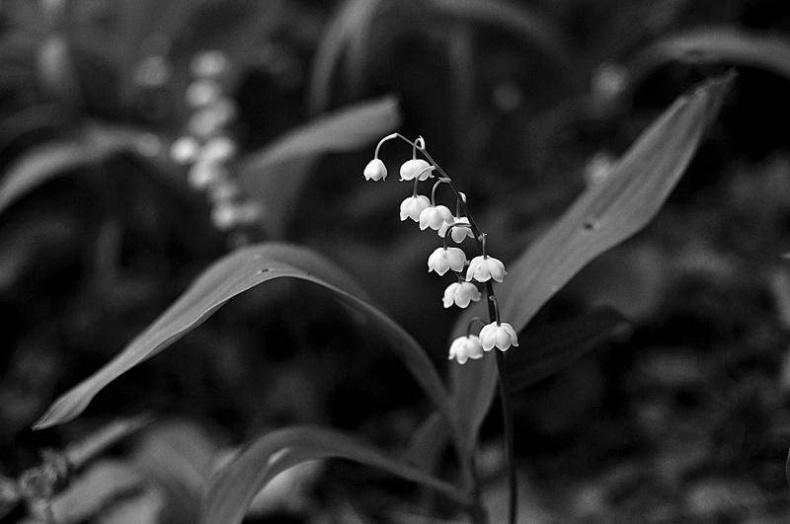 Иллюстрация к книге — Вокруг света [i_054.jpg]