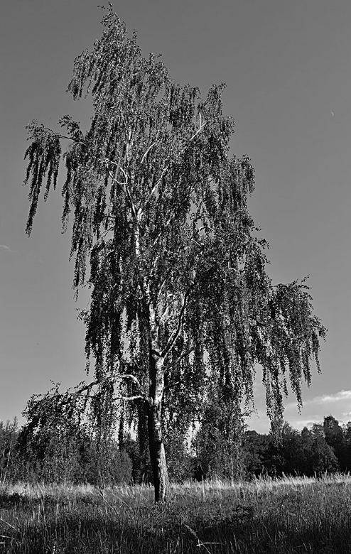 Иллюстрация к книге — Вокруг света [i_057.jpg]