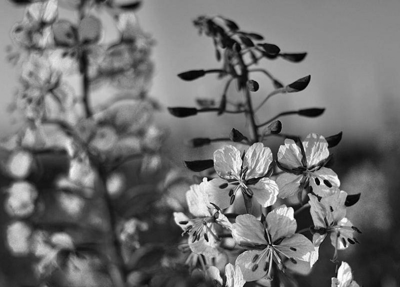 Иллюстрация к книге — Вокруг света [i_077.jpg]